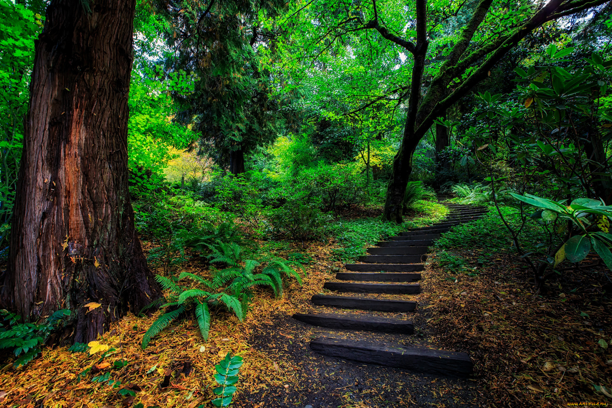 Сходи в лес. Ступеньки в лесу. Деревянные ступени в лесу. Тропинка лестница. Ступени в природе.